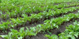 Aiuto governativi ai bieticoltori e ai risicoltori del Veneto