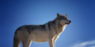 Gestione del lupo, riunito il tavolo regionale. Marcato “Grande impegno economico della Regione”