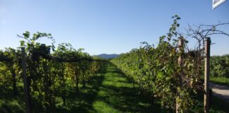 Nuova era in casa Bisol: tempo di premi internazionali