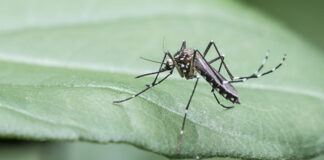 Estate 2025: registrato a Cavarzere il primo caso di malattia da West Nile West Nile Virus