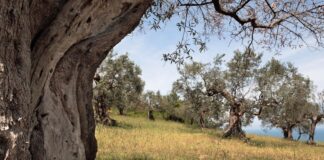 Ulivi, storia e natura in una domenica d’autunno