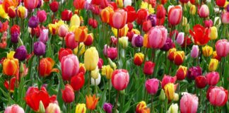 FIOR FIORE DI IDEE