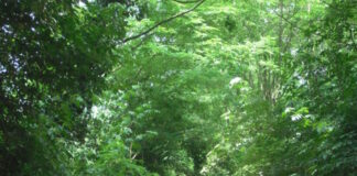 Treviso-Ostiglia, domani apre l’ultimo miglio