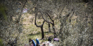 UNA COPERTA TRA GLI ULIVI