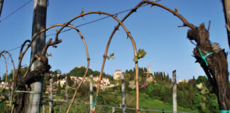 Proroga ad Avepa nell’agricoltura