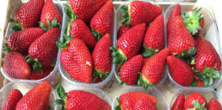 Ricette di bellezza e di cucina, la fragola è una superstar