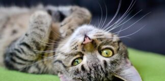 Gatti abbandonati in giardino a Castelfranco