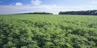 Canapa veneta, ecco il gruppo operativo