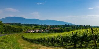 “Prosek”, Zottis: “No al prosecco croato, non possiamo accettare certi comportamenti”