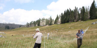 Arrivano le recinzioni anti-lupo sull’Altopiano