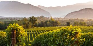 Festival Franciacorta, cantine aperte alla scoperta del Metodo Classico