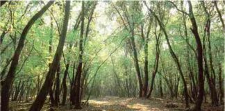 Trovato un cadavere tra i boschi