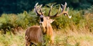 ASCOLTANDO IL BRAMITO DEL CERVO