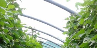 Fasol de Lago, a Revine si celebra il legume salvato dell’estinzione