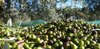 Si attiva il fondo regionale per l’agroalimentare voluto da Pan