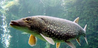 Pesca sportiva: stop alle catture di lucci e trote marmorate