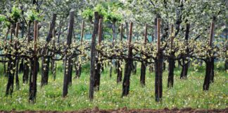 Dalle aziende Asolo Docg 150mila euro per la sanità veneta