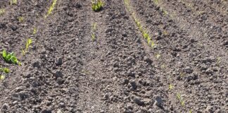 Siccità, CIA Venezia: “Con rete idrica più efficiente, avremmo + 20% di acqua” Allarme siccità (foto di repertorio)