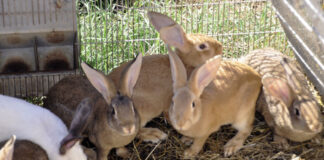 Speculazione alimentare, il caso dei conigli