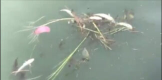 Incendio 3V Sigma, aggiornamento Arpav: vietata la pesca vicino allo stabilimento Moria di Pesci a Marghera