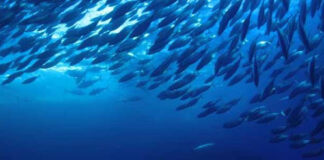 Pesca, la Regione Veneto proroga i bandi a metà luglio Acquacoltura e pesca (immagine di repertorio)