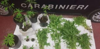 Sequestrata a Dese una coltivazione di marijuana Piante di Marijuana