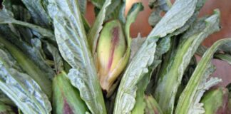 Sant’Erasmo: il Consiglio comunale approva gli indirizzi per promuovere cultura e prodotti dell’isola Castraure di Sant'Erasmo