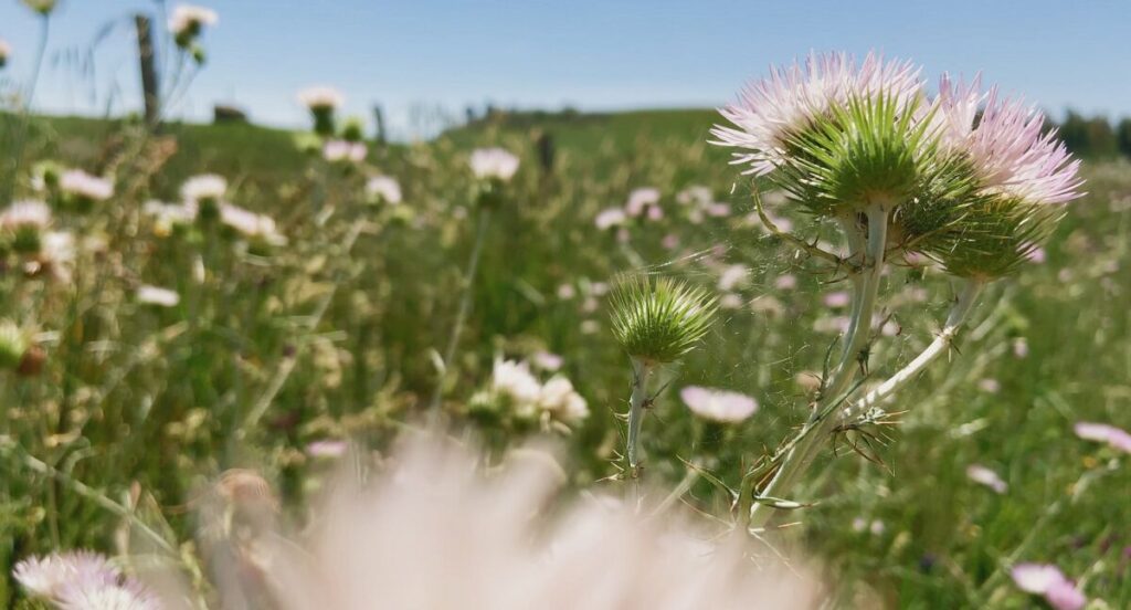 Una scena tratta da "Fiori, Fiori, Fiori!"