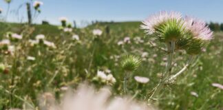 Mostra del Cinema, Fiori, Fiori, Fiori! e Run Hide Fight completano il programma Una scena tratta da "Fiori, Fiori, Fiori!"