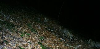 Prima riproduzione accertata di gatto selvatico nel Parco delle Dolomiti Bellunesi Gatto selvatico insieme al suo cucciolo