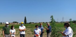 Canapa, la produzione continua con ottimi risultati anche a Castelfranco Veneto