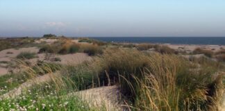 Progetto Life Redune, la natura riconquista le dune