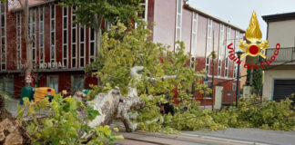 Marghera, platano secolare caduto sulla linea del tram Il platano secolare caduto