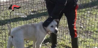 Ubriaco, maltratta il cane: denunciato Il Pitbull con i Carabinieri