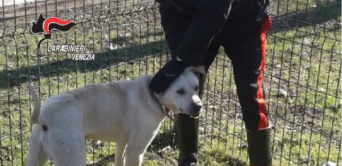 Il Pitbull con i Carabinieri Il Pitbull con i Carabinieri