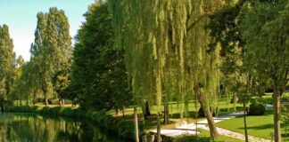 Casale sul Sile, 500mila euro per il ripristino della sponde fluviali