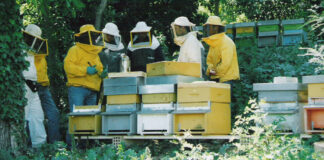 Treviso città “api friendly”: ecco i nuovi progetti per la tutela degli insetti del miele e del verde