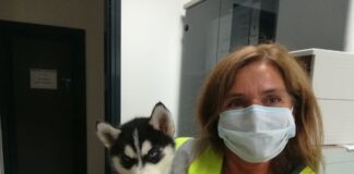 La tratta illegale dei cuccioli passa per l’A4 Venezia-Trieste