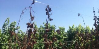 Coldiretti Venezia: “Vendemmia equilibrata se il tempo non fa scherzi” La flavescenza dorata