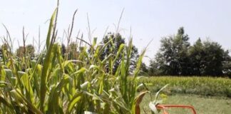 Coldiretti: “Le speculazioni sul grano turco e russo affondano gli agricoltori” Tranciatura del grano - foto di repertorio