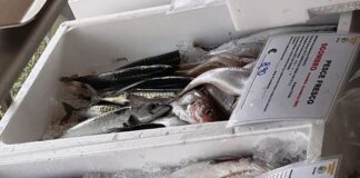 Pescherecci, dopo il Covid lo stop per il fermo pesca