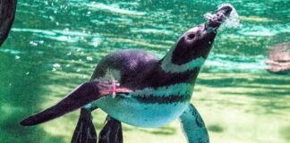 Jesolo, il Tropicarium Park salva le specie a rischio