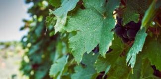 Vendemmia senza stagionali. Coldiretti: tamponi dall’estero