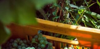 Raid alle Manzane: rubate 500 glere