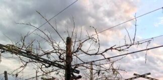 Maltempo, Coldiretti: danni per milioni nei campi veneti