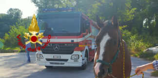 Fossalta, cavallo e fantino finiscono nel Piave. Li salvano i pompieri