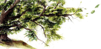 Racconti e reading dedicati agli alberi e al rapporto uomo – natura