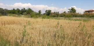 Sull’isola di Sant’Erasmo, torna la coltivazione dei grani antichi