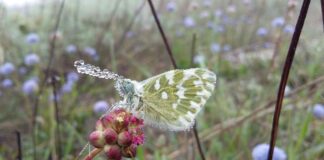Campi fioriti per salvare api e farfalle: da Ca’ Foscari soluzioni per la “crisi degli impollinatori” Un impollinatore