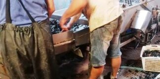 Pellestrina, morìa di cozze. L’allarme degli allevatori di mitili
